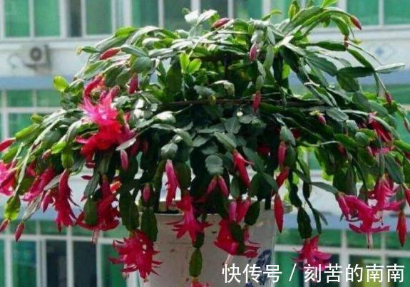 蟹爪兰开完花后“软趴趴”摘摘叶片,补补肥,花开一茬接一茬!