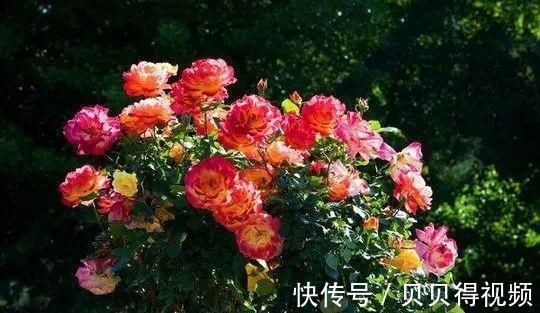 月季种植大忌,月季肥害了怎么办,急救小贴士在此