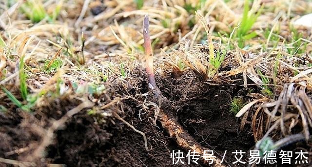 冬虫夏草|中药材之中有一味药，成长期漫长，价格曾高达8万元一斤