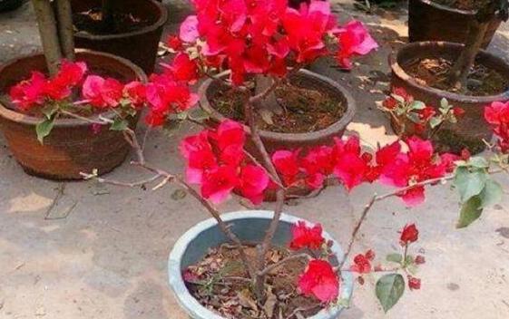 养茶花、杜鹃花，不懂得这4方面需求，盆栽成活、开花难度极高