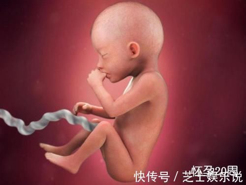 发育|胎儿在母体是如何长大的？一组图告诉你，不同阶段宝宝的发育过程