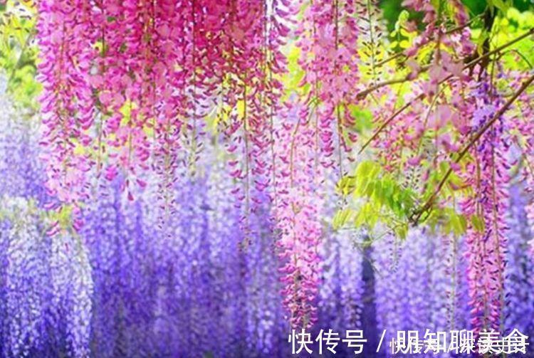 红掌|谁见了都喜欢的4种花,好养又漂亮,全年开花不断