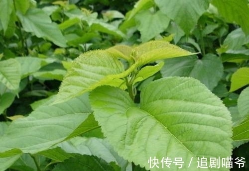 桑叶|自制桑叶茶秘方,保存起来