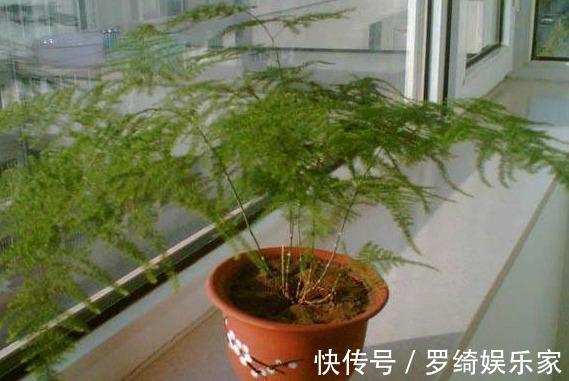 文竹|养盆文竹“困难户”，不发新芽不长个，改4个“毛病”一步窜新芽