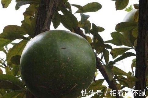 牌子|小伙发现树上长满了“西瓜”，看清旁边牌子上的字后，恍然大悟