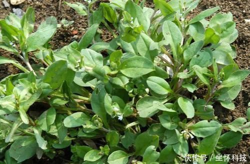 中年|它经常被当杂草除掉,却能治疗手脚麻木,如今20元一斤很贵