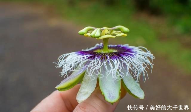 吃剩的百香果籽别扔,种在花盆里,即可四季赏花,也可品果