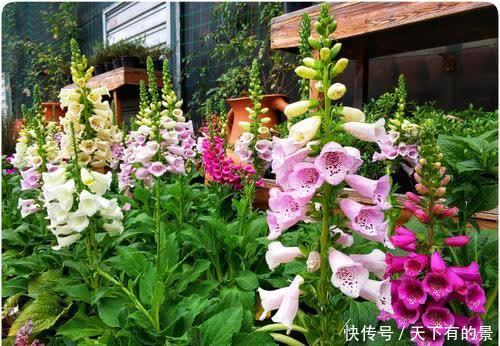 一款被名字耽误的高颜值花,好养有价值,花朵串串开一夏!