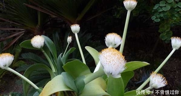 这种植物可以做盆景养,能净化室内的空气,还有解毒消肿的功效