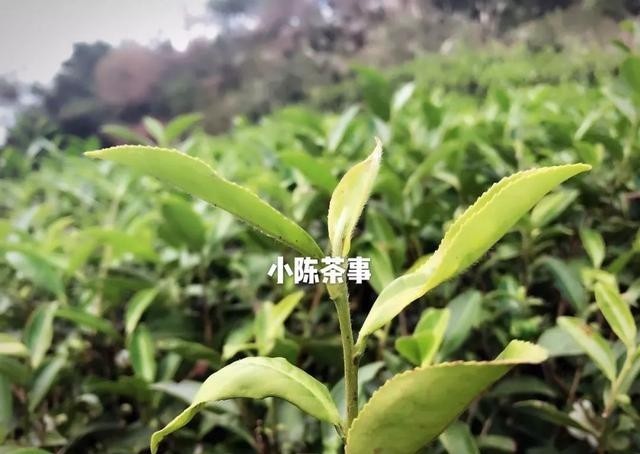 曲解|白牡丹剥了针，就成了寿眉？是谁还在不断曲解白茶？