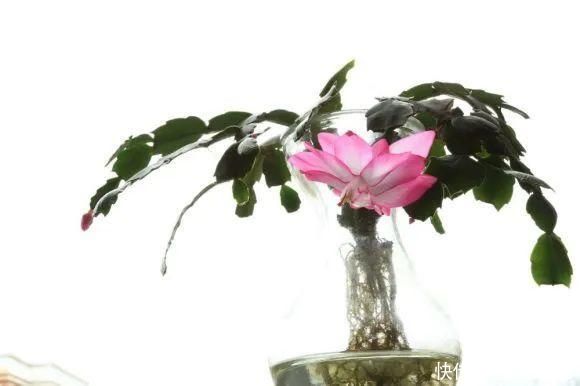 半死不活的花，扔水里，突然长疯了