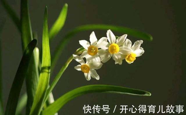 这4种“香妃花”,美貌与香气共存,又清新又高雅