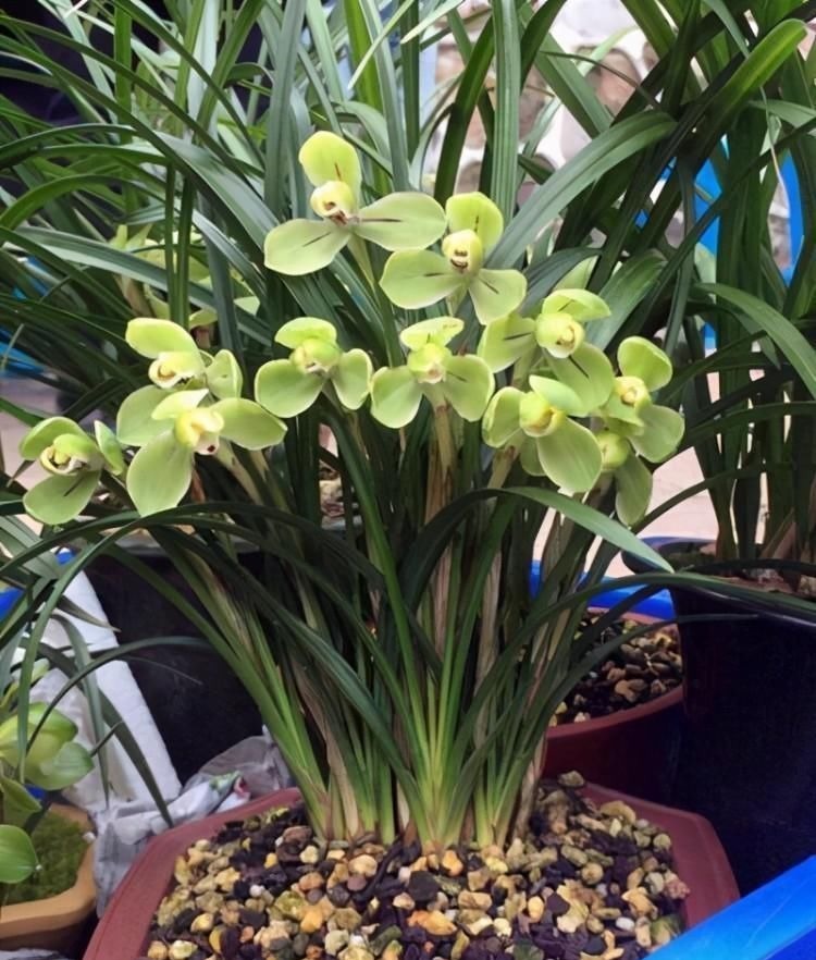 养兰花要定时换盆,脱盆、修剪、上盆及养护,每步都有注意事项