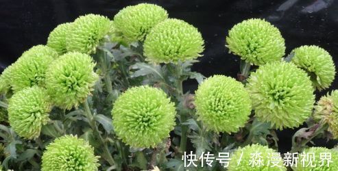 夏秋季|”珍稀名菊“绿乒乓菊，似绿如新翠，清新脱俗，堪称养花必备
