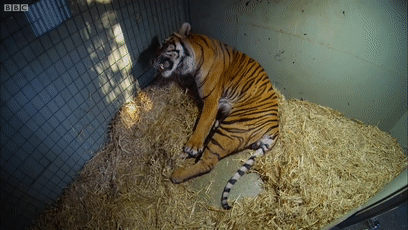 角马|蝙蝠竟然会倒立生孩子,这些生娃瞬间看得我肚子疼