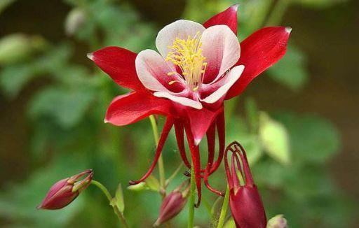 菊花|几款花养在家中幽香四溢,花色妖艳妩媚,烂漫迷人眼