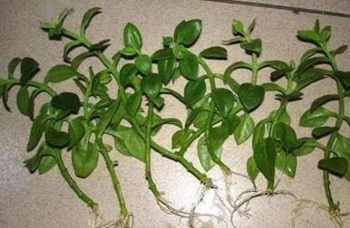 3种花不用买，花店门口“捡个枝”，一插就能活，简单还省钱！