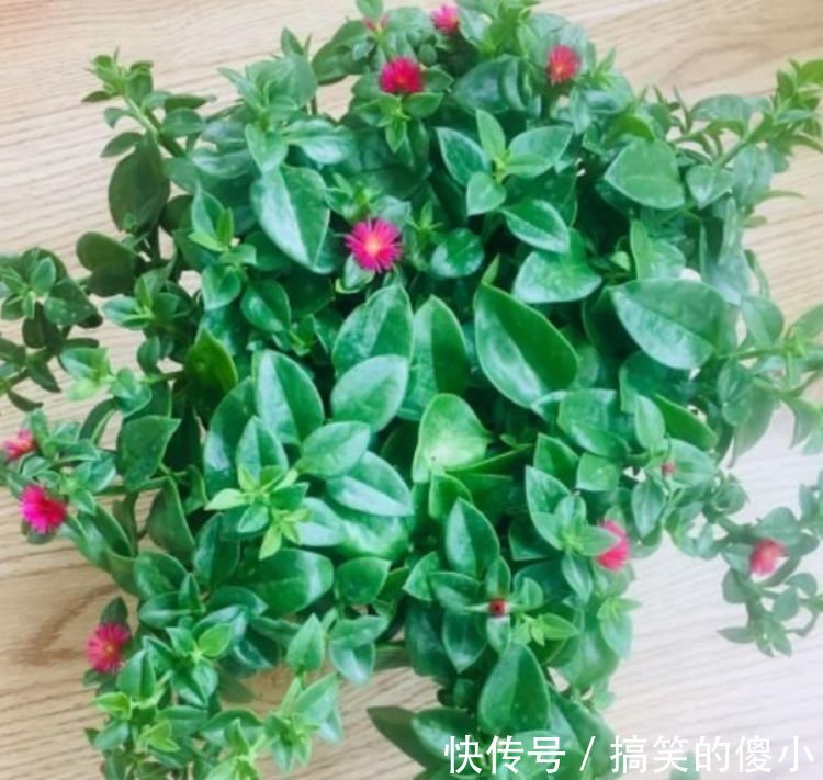 贺望兰|客厅最适合养3种花,旺人又聚财,四季常青,生机有活力