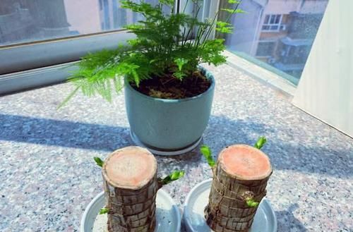 看了这些，你还觉得水培比土培更省心，不需要打理吗？