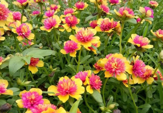 1种花“了不起”,今天扦插,明天就生根,好养漂亮,比牡丹还美