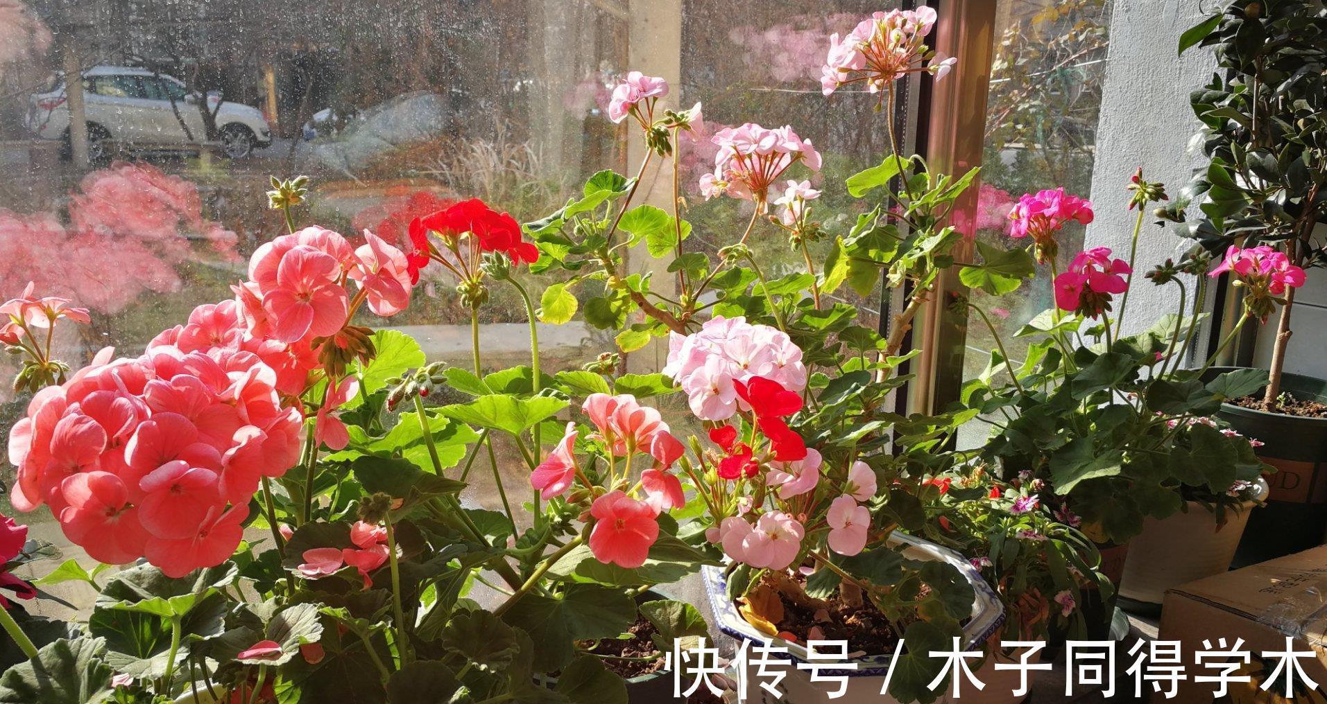 繁殖|3种花不用买,路边掰点枝叶扦插,天热生根快,轻松繁殖一大群