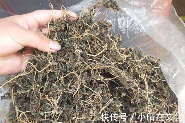 降血压|马齿苋煮水喝，有哪些好处晒干的马齿苋能吃吗提前告诉你