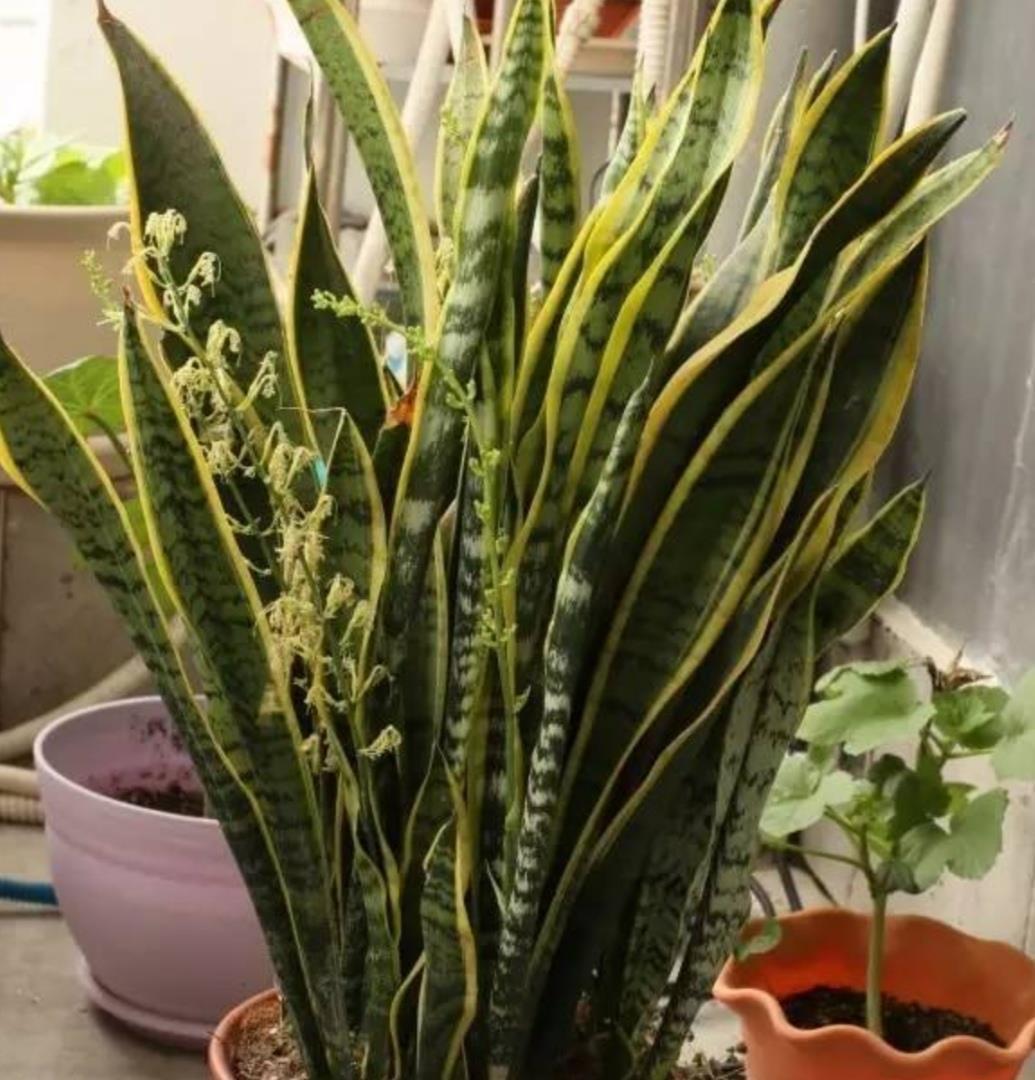 6种公认好养的花卉，开花漂亮又美观，养起来简单