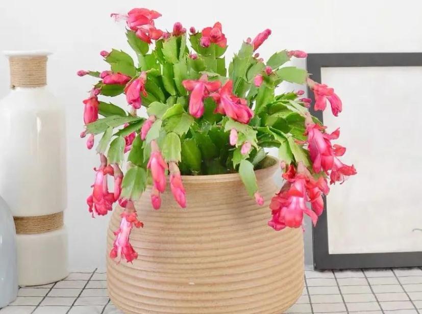 骨粉肥|养蟹爪兰,怎么催花?没有磷酸二氢钾就用它,1个月1次