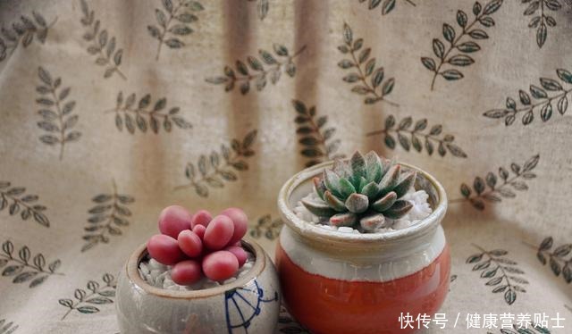 让多肉胖萌的小技巧,掌握好用处多!让多肉胖萌的小技巧,掌握好用处多!