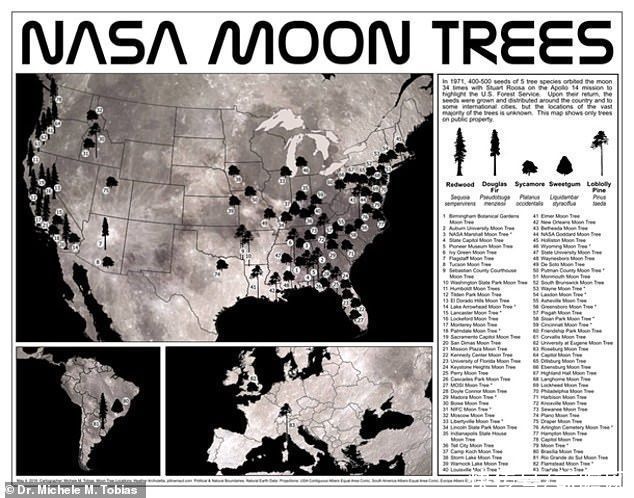 50年前，绕月环游34圈的树种在地球生根，但幸存的月球树不过50余棵