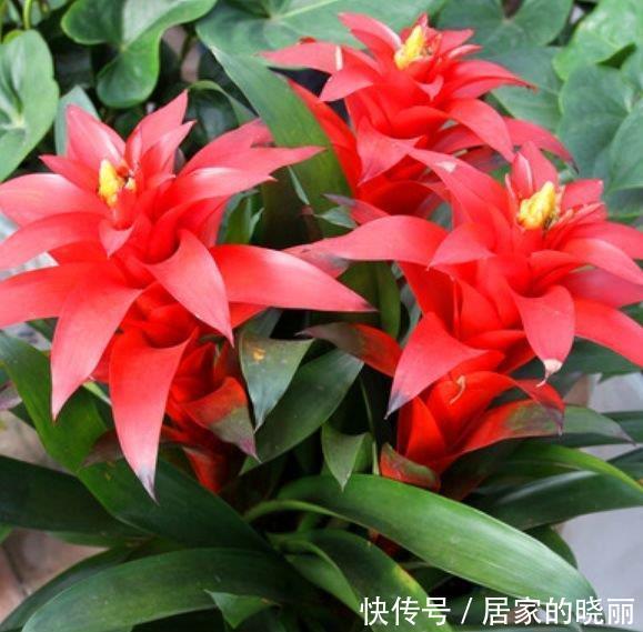 简单|4种花深受花友的喜欢,开花爆盆很简单,快快养起来!