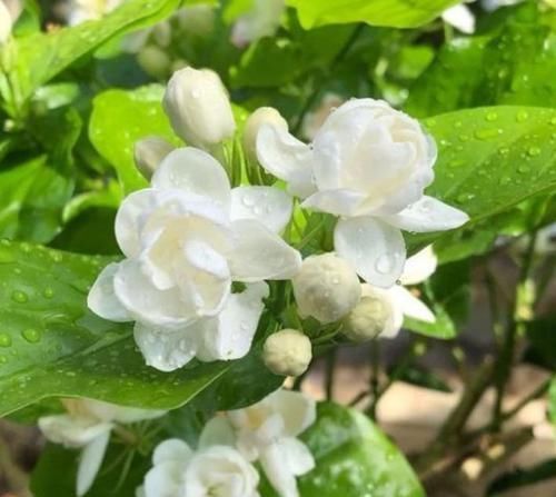 茉莉花|养花就养这几款,全年开花不停,漂亮又好养,花开时浓香四溢