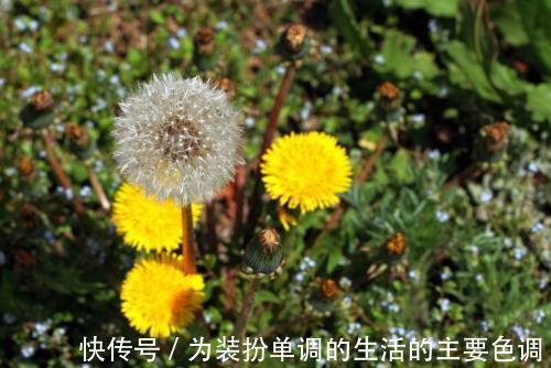 药食两用|蒲公英和3种食物搭配,功效多多,喜欢的人可以试试