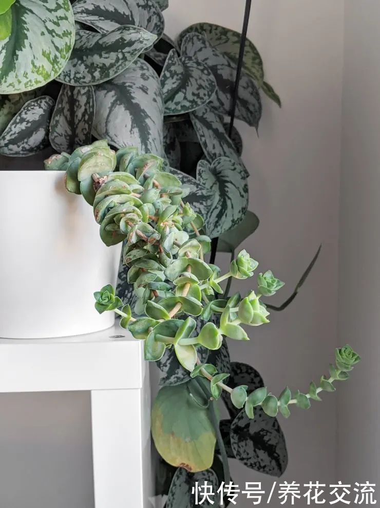 玉树|新手养好盆栽多肉的几个秘诀，选些好养的品种也是极其关键的