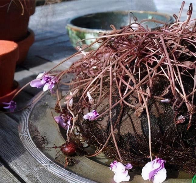 发黄|5种“漂亮花”,一到夏天就蔫了,不是死翘翘,到了秋天会复活