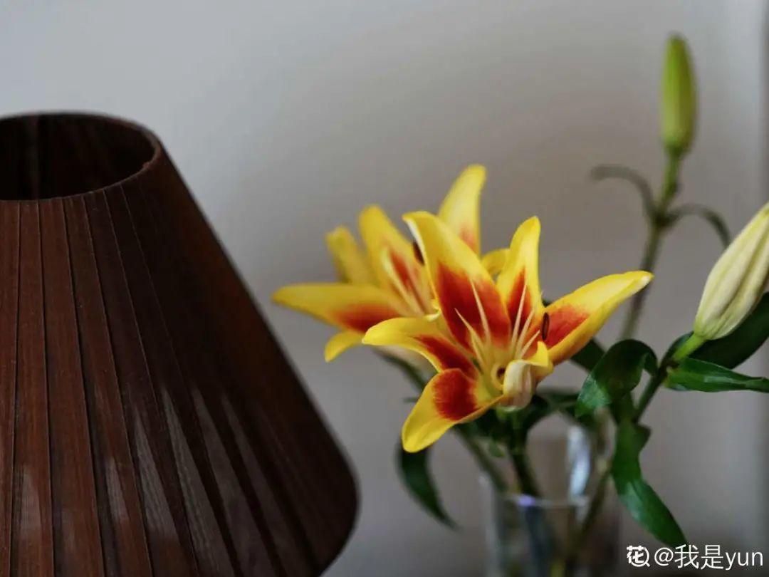 再穷也要养长寿花,寓意好、开花美,养人又养家!