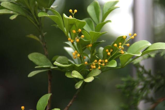 夏养米兰不开花,几点养护技巧教给你,花瓣金灿灿,花香味浓郁
