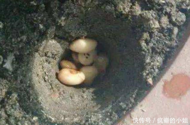 淘米水和黄豆肥别用了，此肥料人称“花卉肥王”，啥花都通用