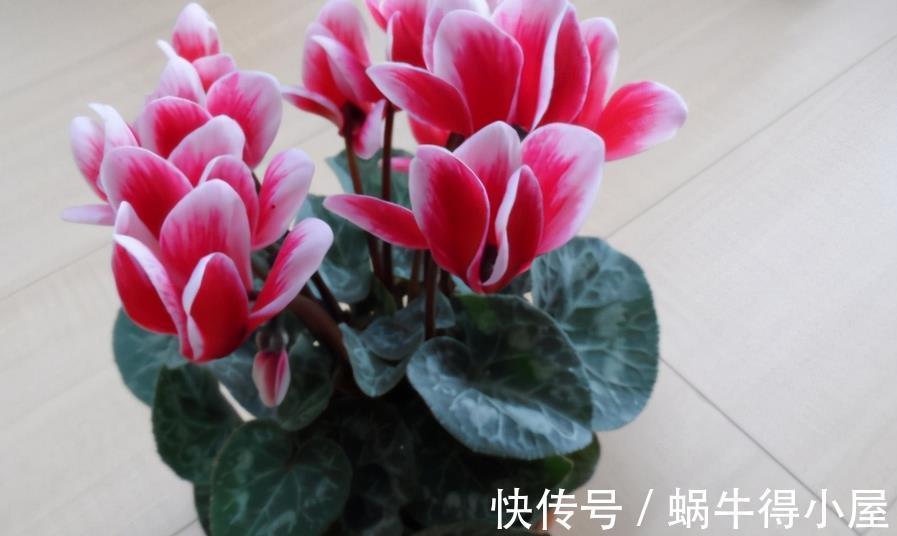 强光|养仙客来，施肥、光照、浇水，掌握住门道，开花才又多又美