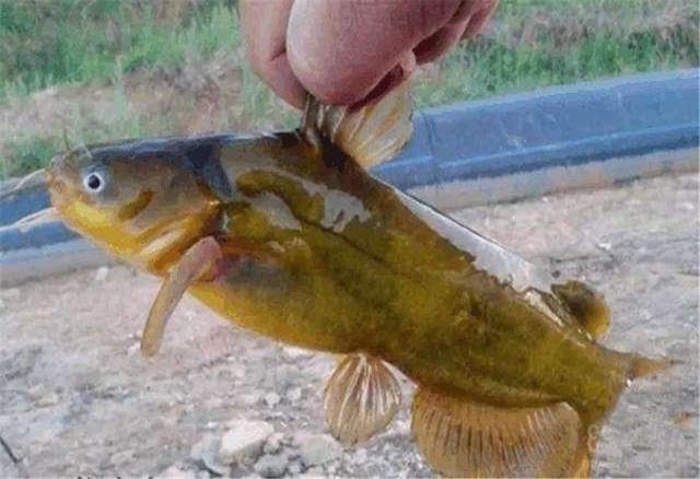 野钓黄颡鱼的一些技巧小结,从钓具到饵料,满满的钓鱼实战干货!