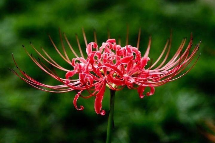 花草匠|这株“石蒜花”比玫瑰还美，花瓣奇特少见，芳香四溢，值得拥有