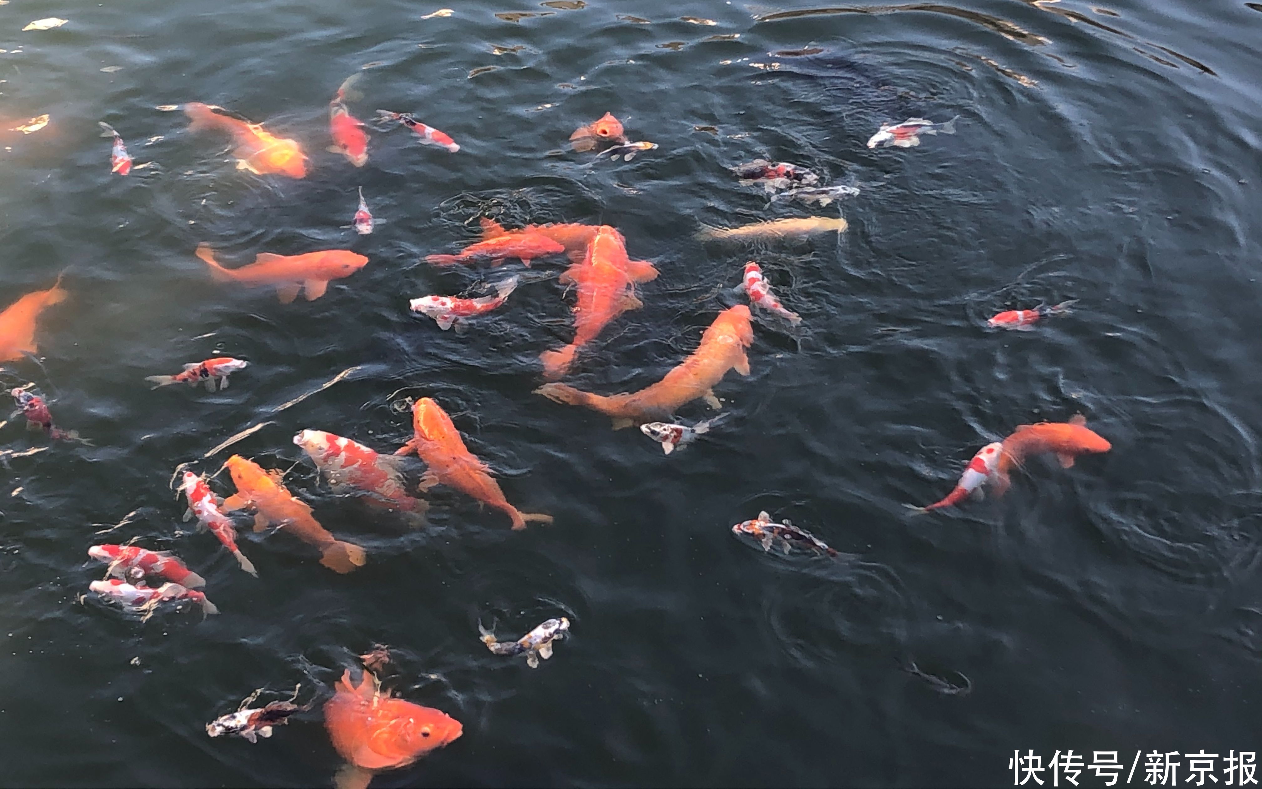 观赏鱼|故宫新增一处水中景观 中国彩鲤遨游内金水河