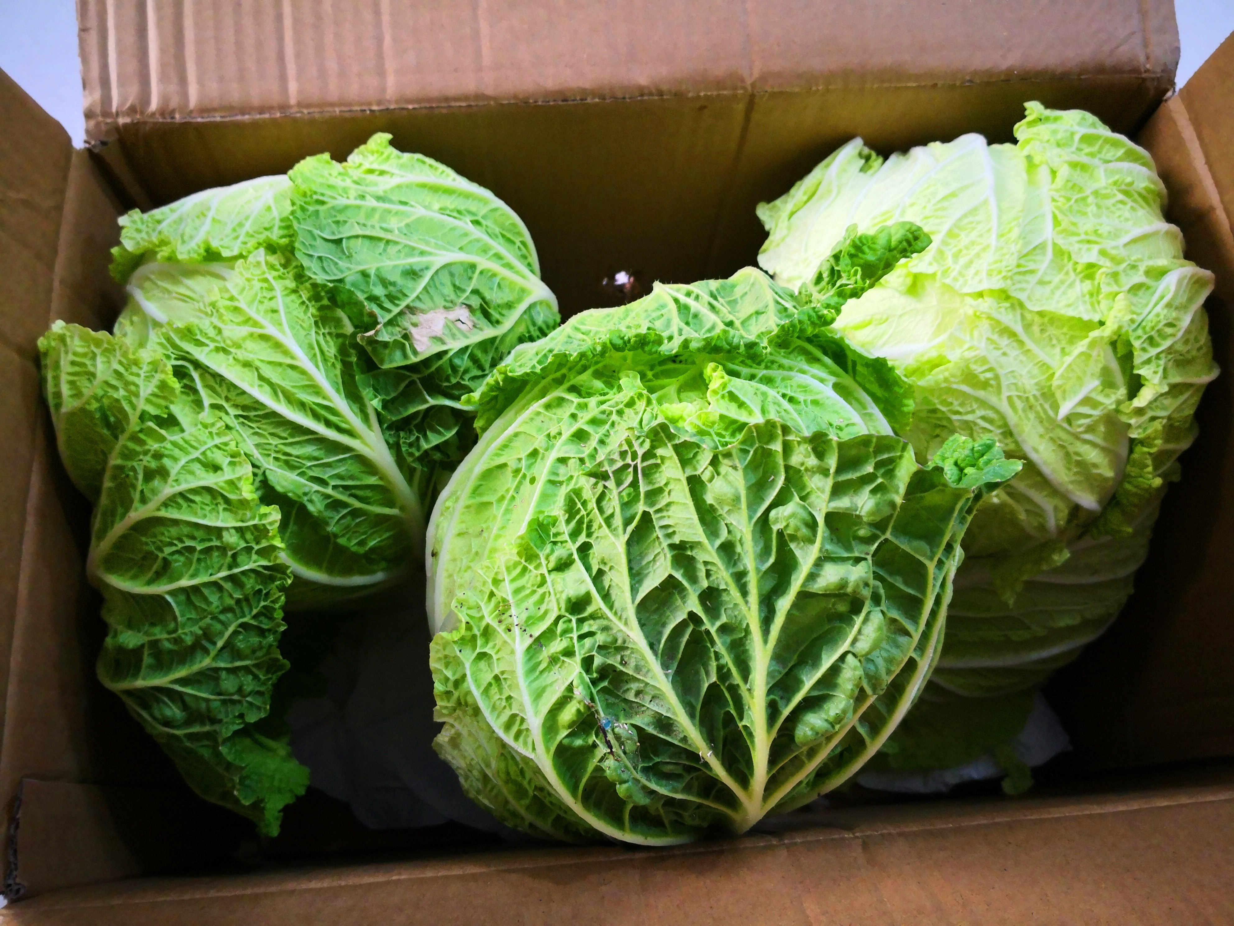 不管是保存萝卜还是白菜,学会此方法,放一冬天都新鲜,特方便