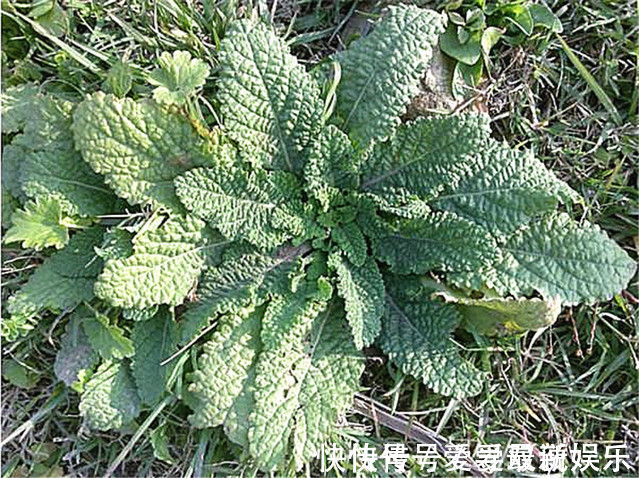 植物|农村有一种称之为“癞蛤蟆”草的植物，没想到它能治这么多病！