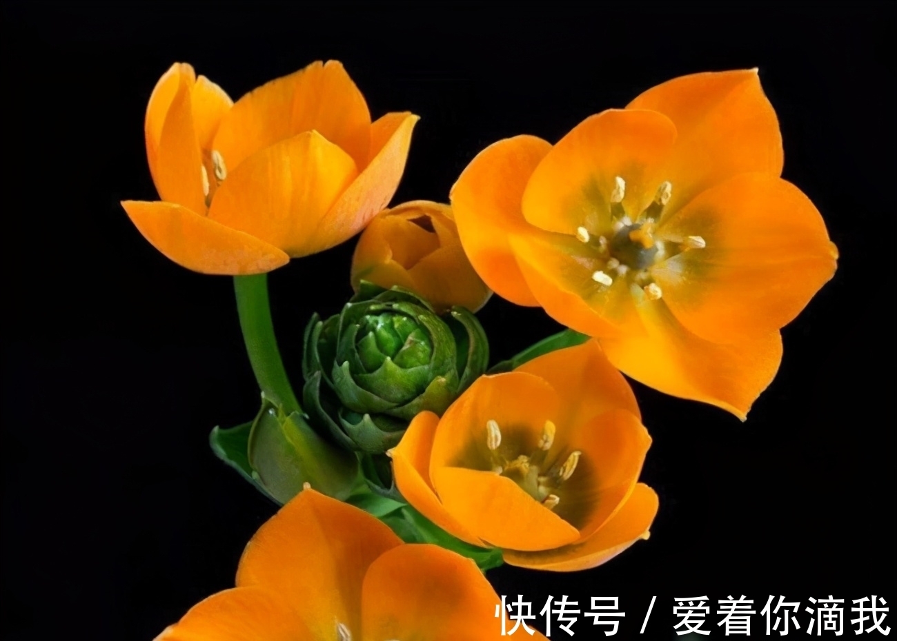 开花|君子兰开花不积极,勤做“三动作”,撒欢长不夹箭,绽放层叠群兰