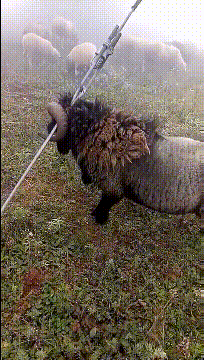 |搞笑GIF:为什么不让我吃一口热乎的,天冷了,我不想只喝汤啊