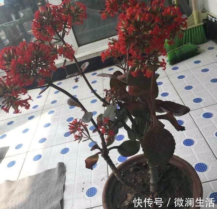 叶片|谁说老桩长寿开花少，看看花友家的巨无霸，三年长成半米花树