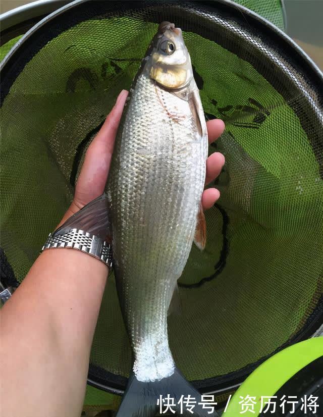 春季黄尾正狂口，各种水域都会有，攻略及钓法分享