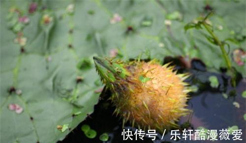 棠梨子|在農村很常見的8種野果，在農村長大的你，都吃過嗎