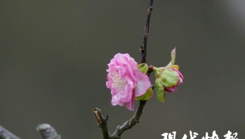 南京明孝陵|误把秋天当冬天，南京明孝陵梅花反季绽放